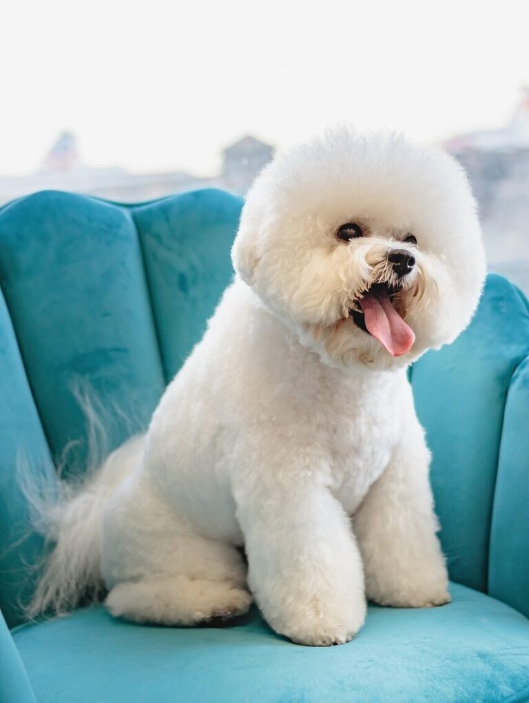 grooming, pet, dog, canine, pet salon, animal, groomer, puppy, pet care