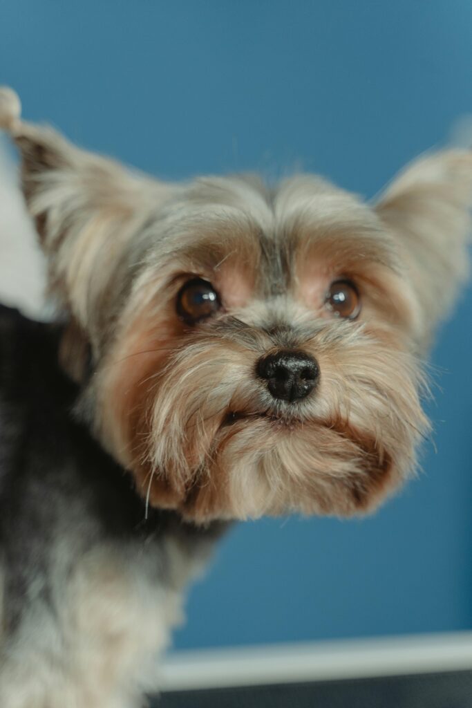 Close-up portrait of a Yorkshire Terrier with a cute expression against a blue background.